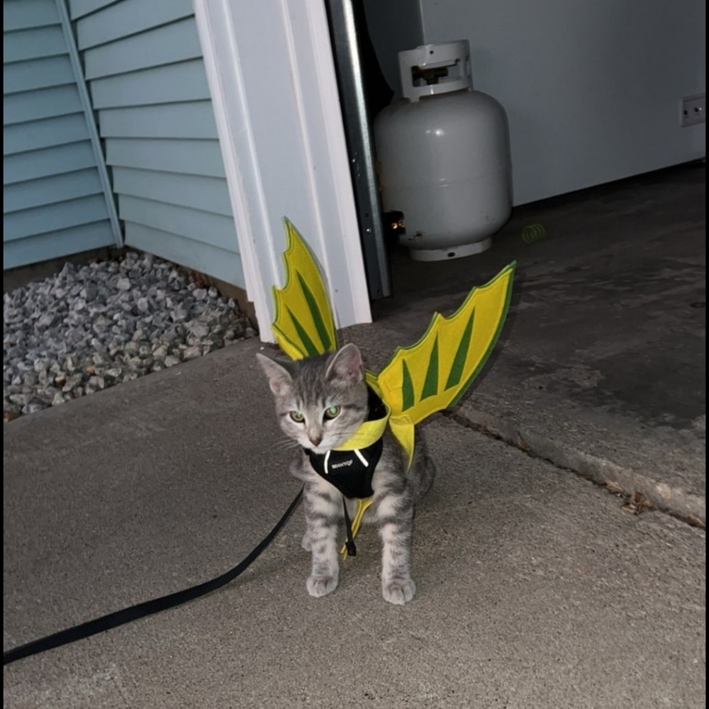 Meet your Posher, Joan